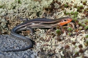 Five-lined Skink (Joe Crowley)