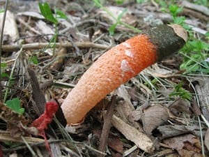 Dog Stinkhorn 