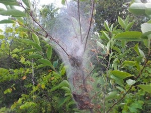 Fall Webworm nest on TCT Aug. 23