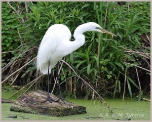 Great Egret (Karl Egressy)