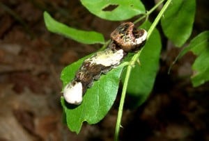 Giant Swallowtail 5th instar caterpillar - Tim Dyson