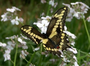 Giant Swallowtail on phlox - Tim Dyson