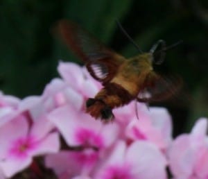 Hummingbird Clearwing (Colum Diamond)