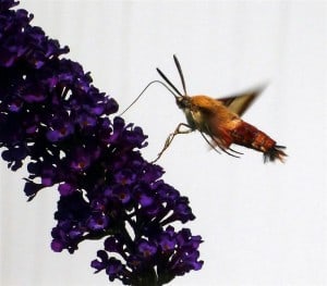 Hummingbird Clearwing (Rick Stankiewicz)