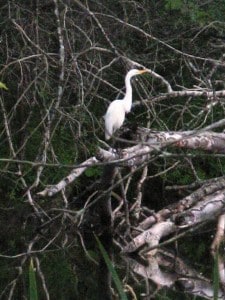 Great Egret - Julie Horton 