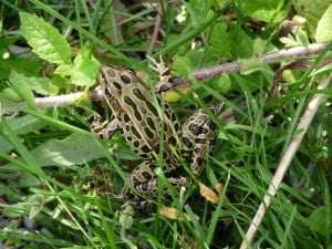 Northern Leopard Frog in grass 