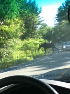 Cow Moose on County Road 507 (Jennifer DeBues)