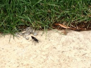 Organ Pipe Mud Dauber Wasp? (Teresa Gall)