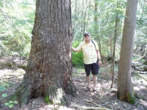 Eastern Hemlock near Curve Lake First Nation 