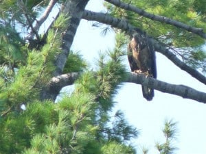 Juvenile Bald Eagle on Buckhorn Lake 