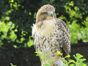 Close-up view of one of the juvenile Red-tails (Sherry Oldham)