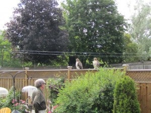 Red-tails perched on fence 