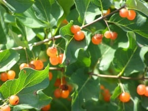 Tartarian Honeysuckle 