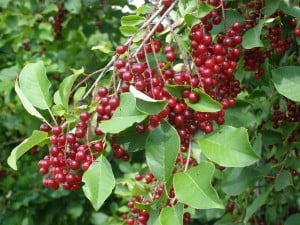 Choke Cherries
