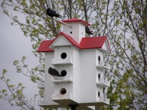 Purple Martins on box at Rondeau Provincial Park 