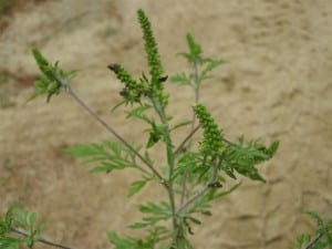 Ragweed. Note green flower spikes at top