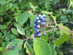 Silky Dogwood Aug. 23