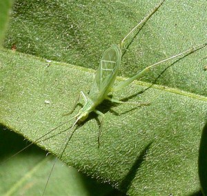 Snowy Tree Cricket - Wikimedia  