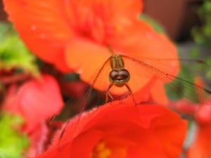 Meadowhawk (Sympetrum)  Margo Hughes 