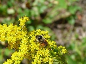 Tricoloured Bumble Bee on goldenrod 