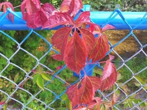 Virginia Creeper at blue bridge - Aug. 23