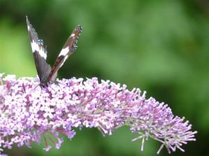 White Admiral on Buddlia