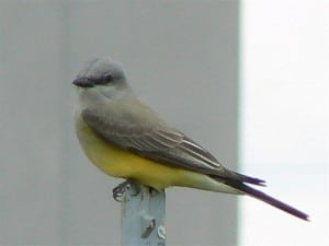 Western Kingbird (adult)