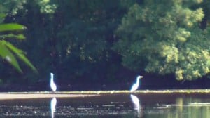 Great Egrets south of zoo (Michele Hemery)