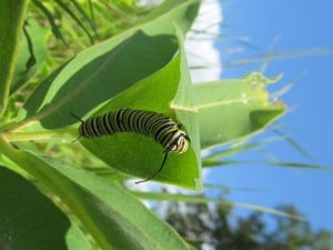 Monarch caterpillar - Aug. 24, 2013 - Jane Zednik