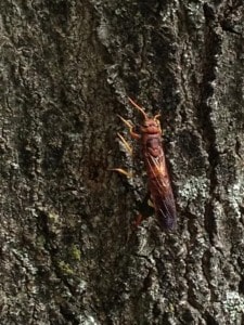 Pigeon Tremex Horntail? Cindy Shields 