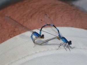 Mating pair of bluet damselflies (Rick Stankiewicz)