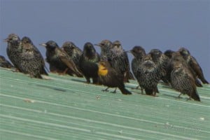 Here's why you need to check blackbird flocks carefully! 