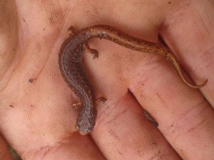 Four-toed Salamander at Camp Kawartha (Jake Fell?) 