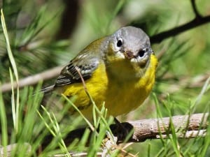 Magnolia Warbler in fall attire (first year male)