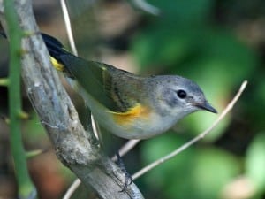 American Redstart 