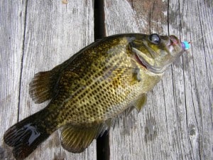 Rock Bass