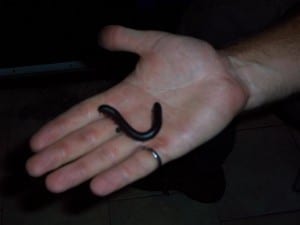 North American Millipede (Dan Vanderzwet) 