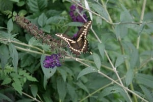 Giant Swallowtail in my garden near Keene (Rick Stankiewicz)