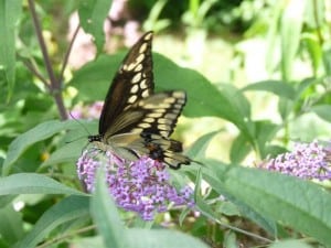 Giant Swallowtail on Buddleia Sept. 8, 2013