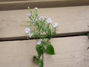 Heart-leaved Aster