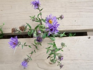 New England Aster