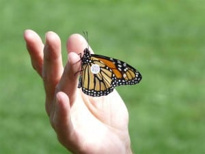 tagged Monarch ready to be released 