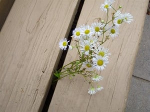 Panicled Aster