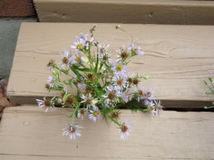 Purple-stemmed Aster (stem is usually purple; disc in flower goes from yellow to purple)