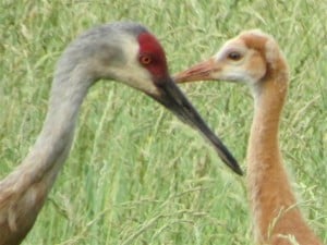 Adult and juvenile Sandhill Cranes in early summer (Gary Aitken)