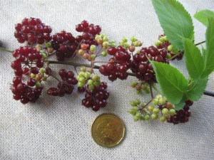 Spikenard 1 (Ulrike Kullik)