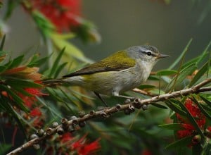 Tennessee Warbler