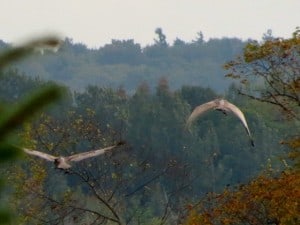 Cranes in flight (Gary Aitkens)