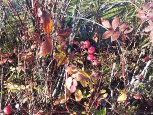 Rose (Multiflora?)