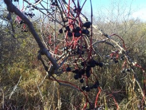 Virginia Creeper (note red stems on fruit)